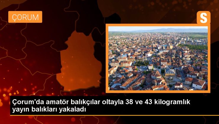 Çorum haberleri | Çorum’da amatör balıkçılar oltayla 38 ve 43 kilogramlık yayın balıkları yakaladı