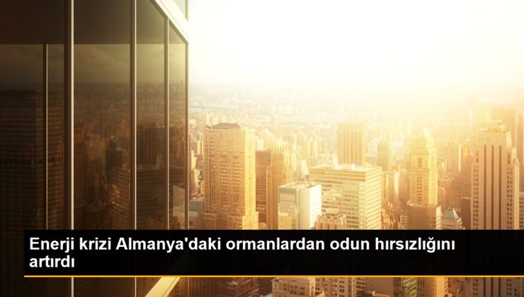 Enerji krizi Almanya’daki ormanlardan odun hırsızlığını artırdı