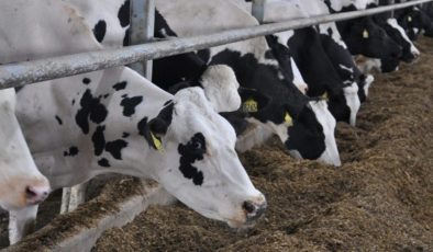 ESK, kontratlı besiciliğe ait uygulama temellerini belirledi