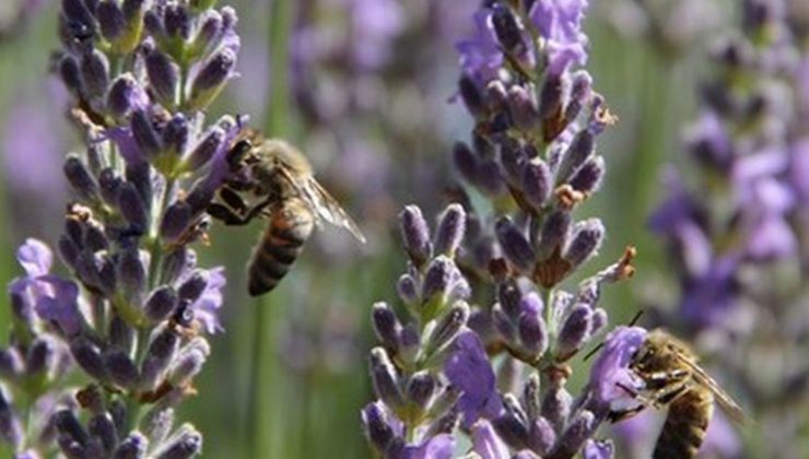 Lavanta tarımı ‘Dijital Lavandist Okulu’ ile yaygınlaştırılacak