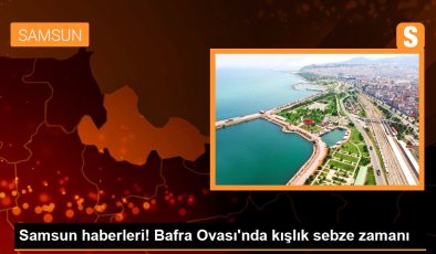 Samsun haberleri! Bafra Ovası’nda kışlık zerzevat vakti