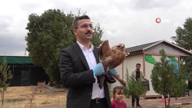 Şırnak gündem haberleri… Şırnak’ta tedavisi tamamlanan kumru, kartal ve kızıl şahin tabiata bırakıldı