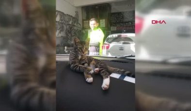 Son dakika haberleri | KEDİ, PEŞİNDEKİ KÖPEKLERDEN POLİS ARACINA GİREREK KURTULDU