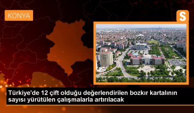 Türkiye’de 12 çift olduğu bedellendirilen bozkır kartalının sayısı yürütülen çalışmalarla artırılacak