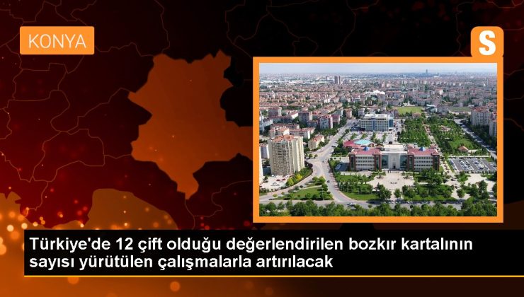 Türkiye’de 12 çift olduğu bedellendirilen bozkır kartalının sayısı yürütülen çalışmalarla artırılacak