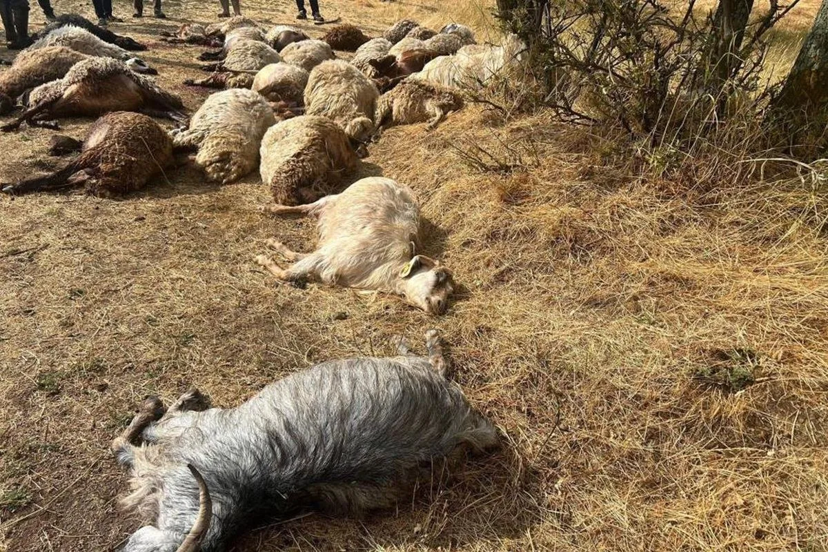 Bitlis’te Trajik Olay: Yıldırım Düşmesiyle 36 Küçükbaş Hayvan Telefatı