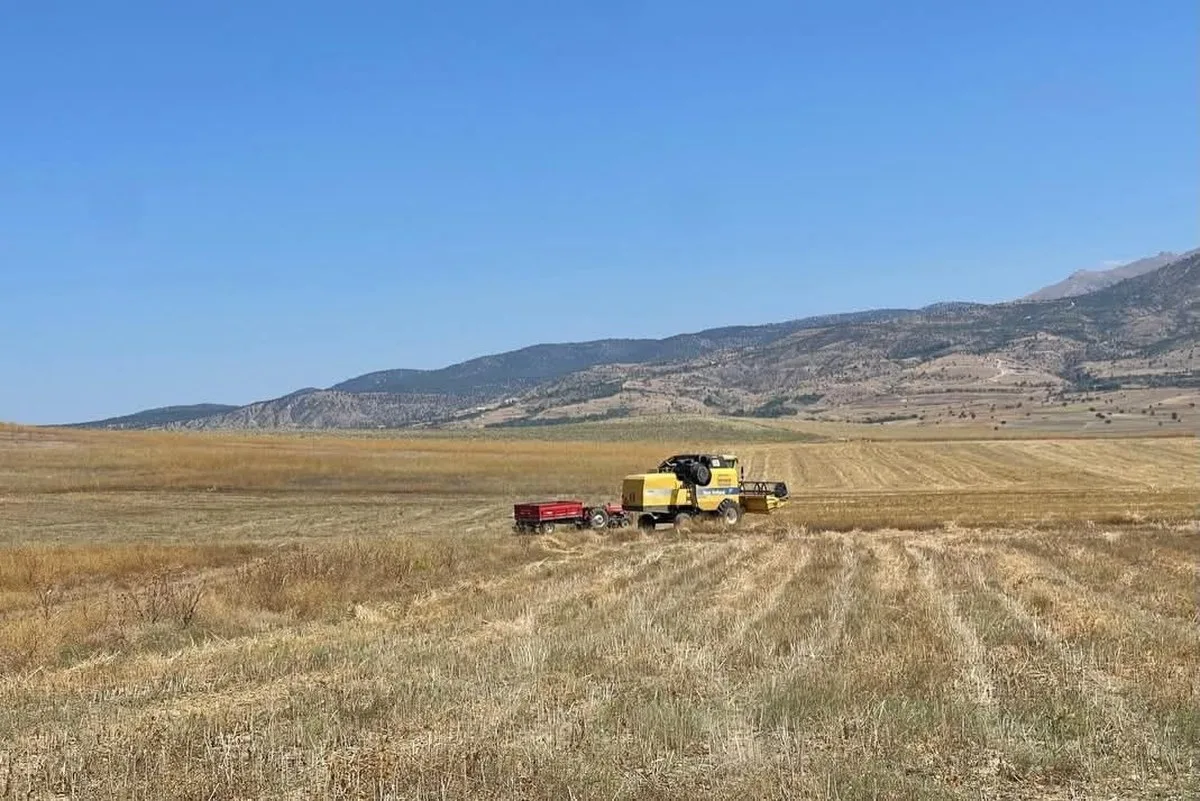Burdur’da çiftçinin yeni gözdesi olabilir: Hasatta yüz güldüren sonuç!