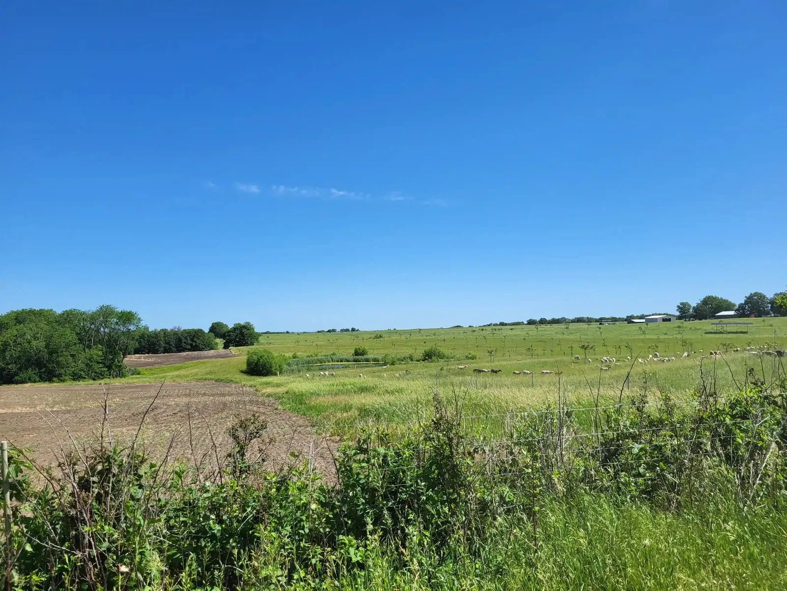 A conventional field with a tilled field lies empty, next to a green pasture with small, white animals grazing on it.