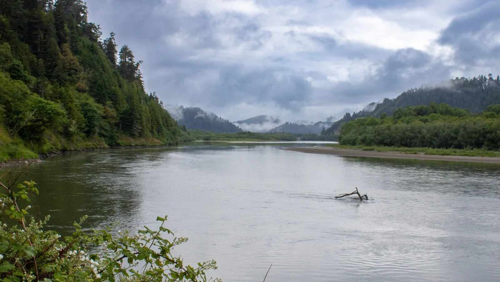 Klamath Nehri’nde Bir Yüzyıllık Bekleyiş Sonuna Erdi: 20 Bin Çınar Balığı Geri Döndü