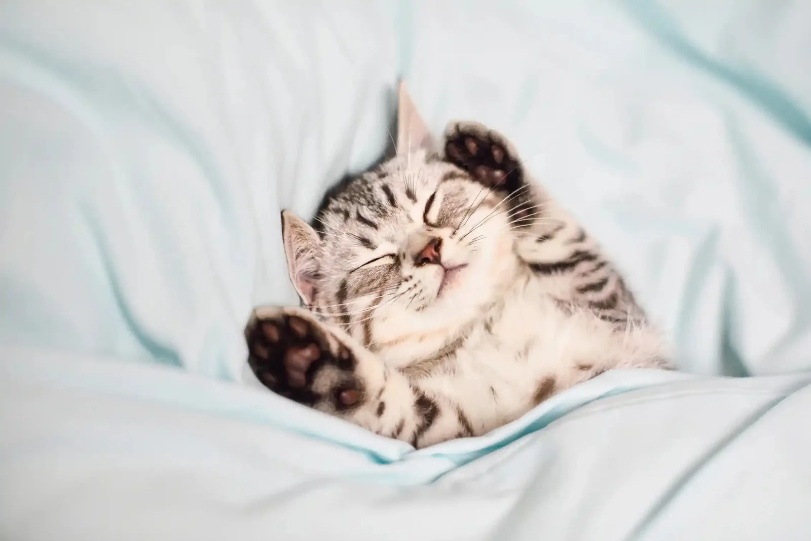 kitten lying on its back asleep with paws up, tucked under a sheet