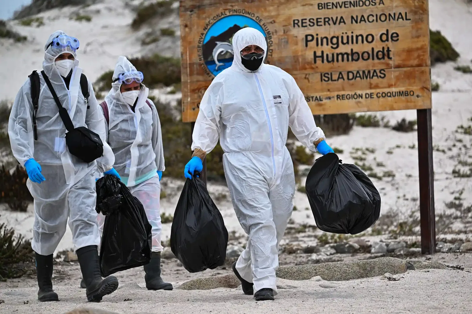 workers in biohazard suits carrying bags of dead birds off a beach.
