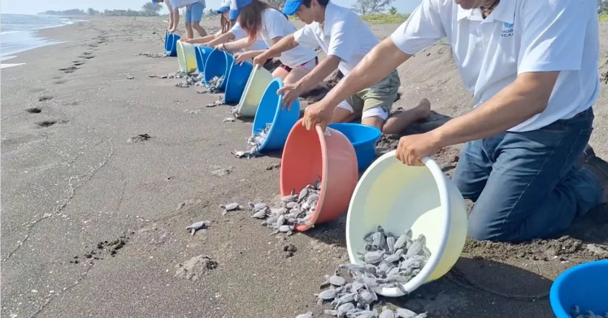 Meksika'da Deniz Kaplumbağası Yavruları Kurtarıldı: Turistlerin Riskli Davranışları, Yerel Halkın Müdahalesi ve 3200 Yavrunun
