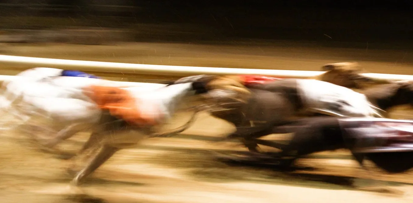 İngiltere’de Greyhound Yarışı 100 Yaşında: Sektörün İddiası ile Bağımsız Veriler Arasında Derin Bir Çelişki