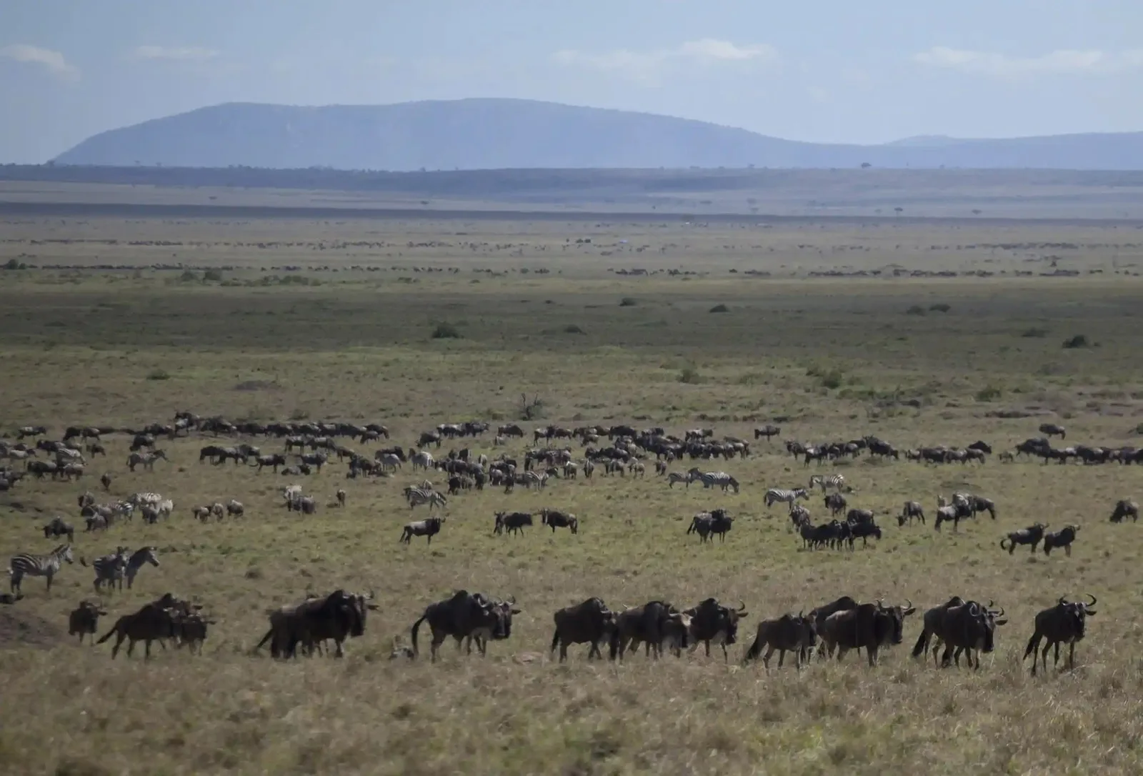 a herd of Wildebeest roaming a grassland area