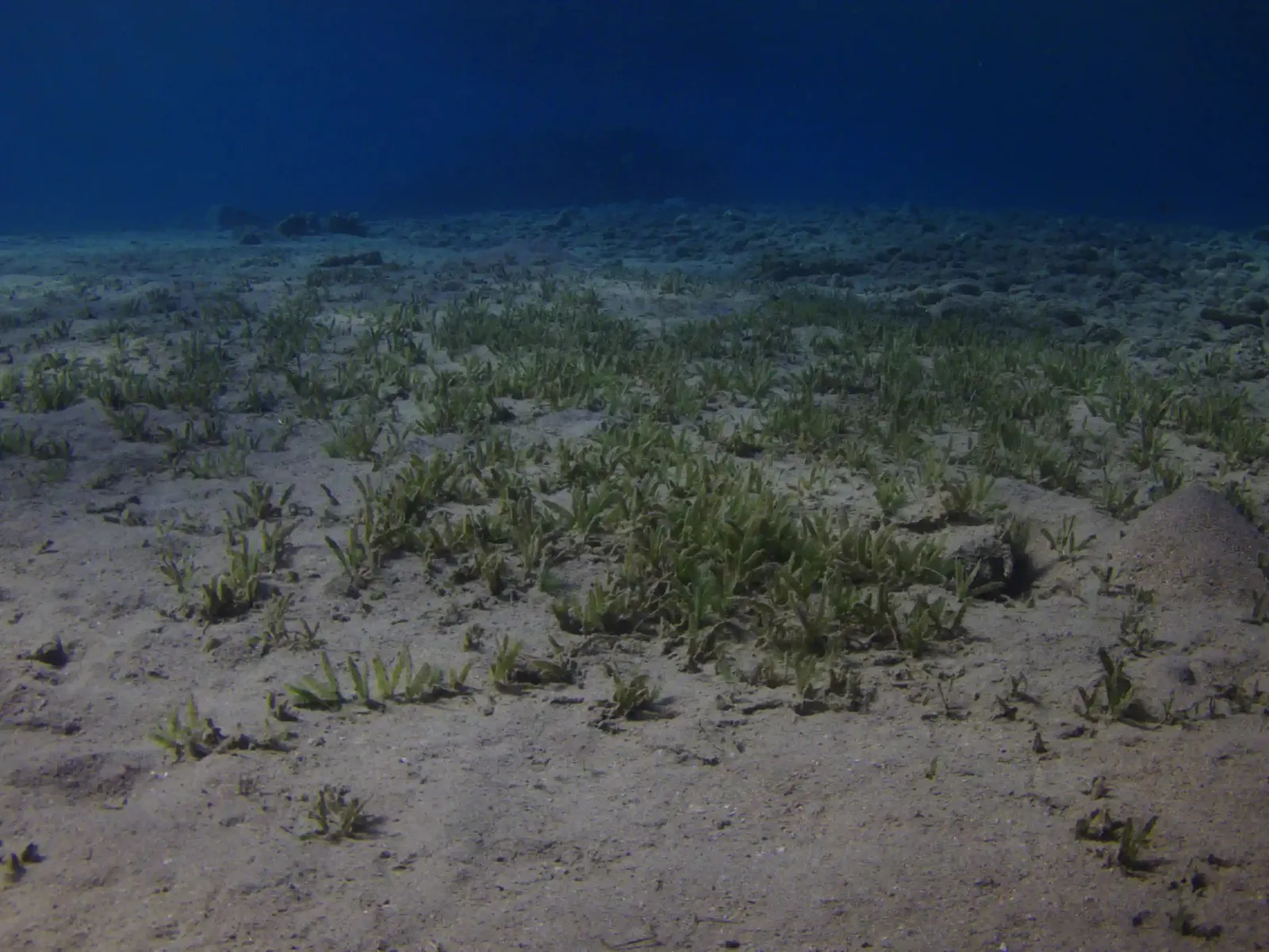 seagrass on the ocean floor