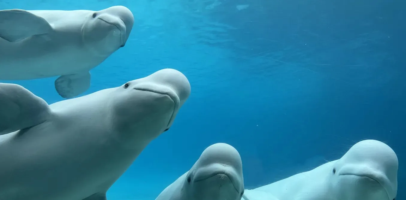 Balina ve yunuslar için yeni yurt bulmak zor: Marineland Canada gibi tesislerin kapanması deniz kutsallarının çözüm olmadığını