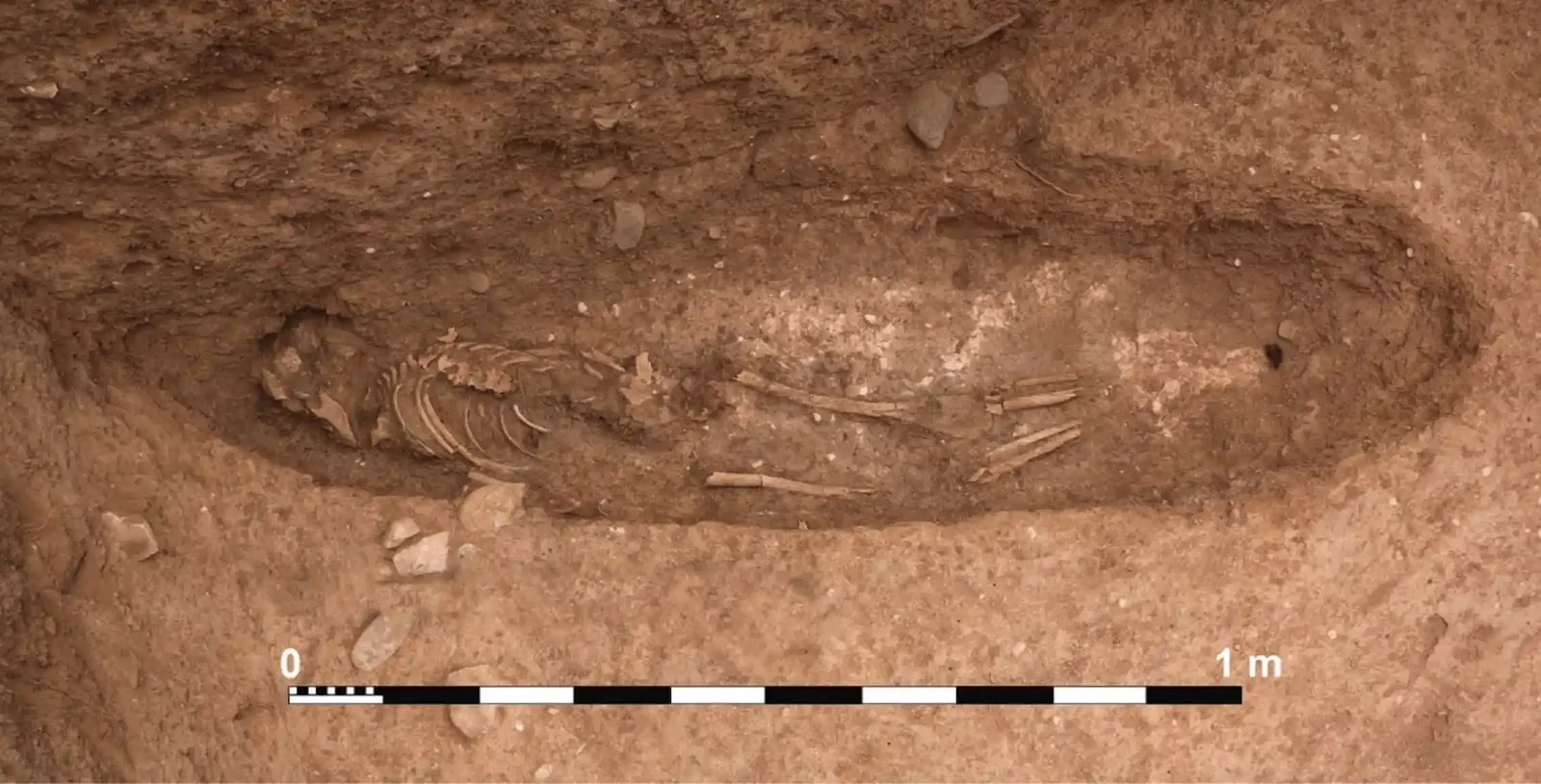 A skeleton emerges from the soil, dug out in an oval shape around it.