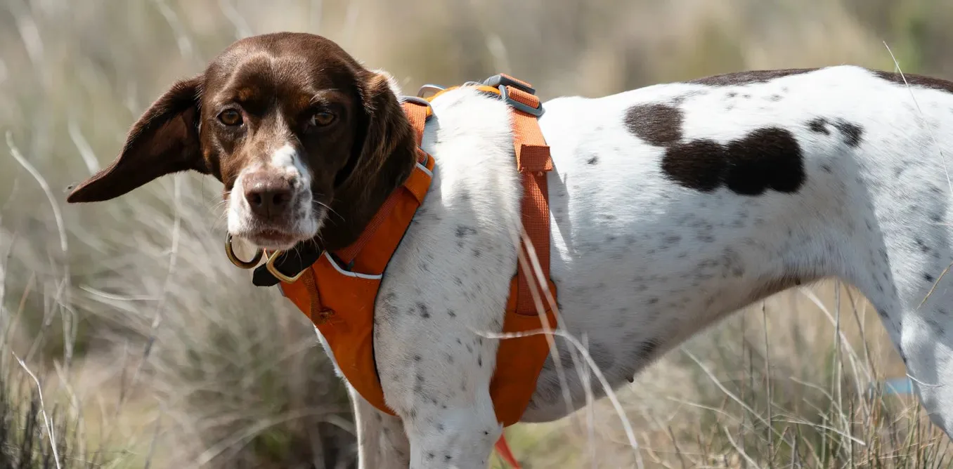 Avustralya’nın en tehlike altındaki sürüngenine ulaşmada algı köpekleri devreye giriyor