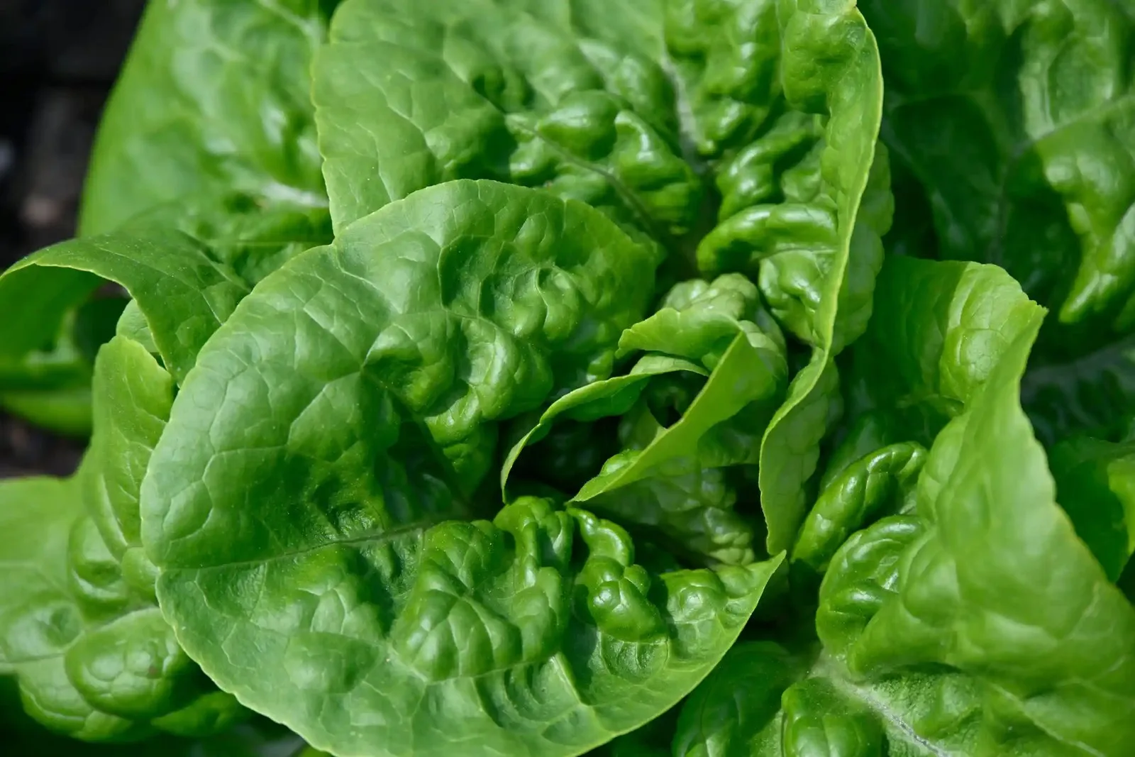 lettuce leaf
