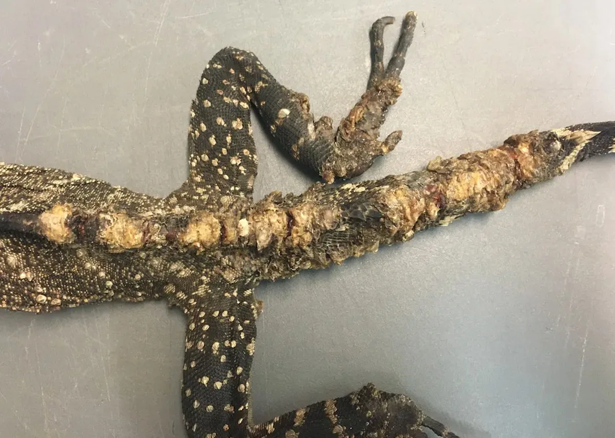 A picture showing the infected and damaged skin on the hind legs of a water dragon.