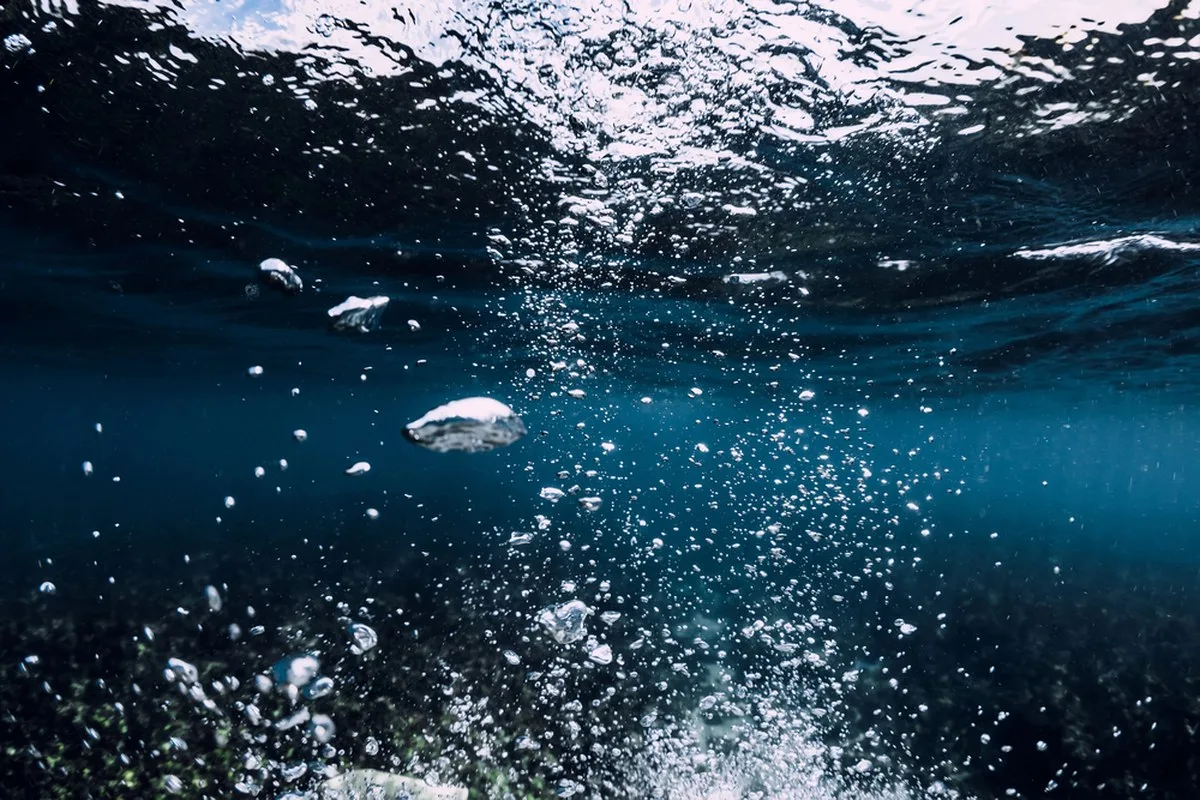 California açıklarında dünyanın en büyük deniz alpı yuvalama alanı bulundu