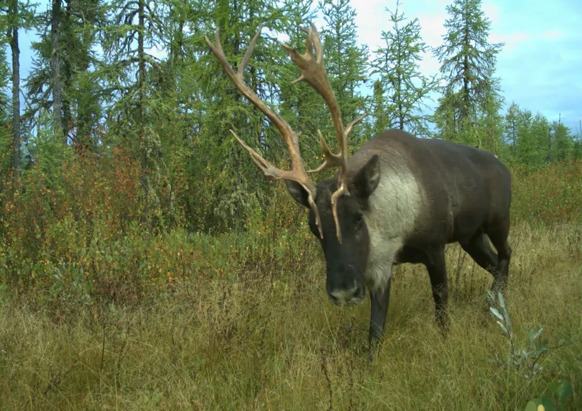 A caribou moves through a green woodland area