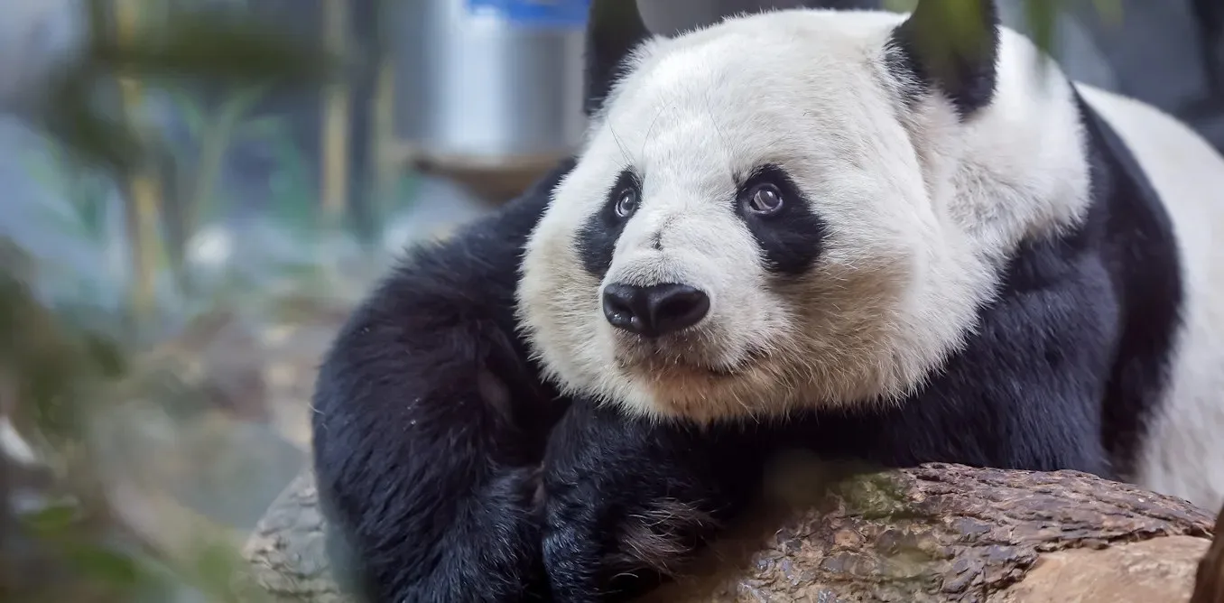 Çin’in panda diplomasisi: Pekin korumayı ve ticareti nasıl birleştiriyor