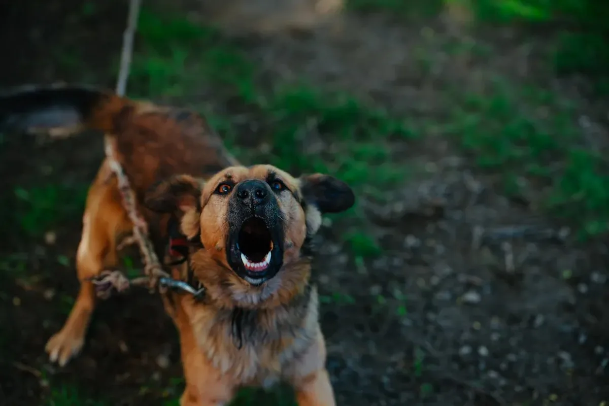 barking dog on leash, teeth showing.