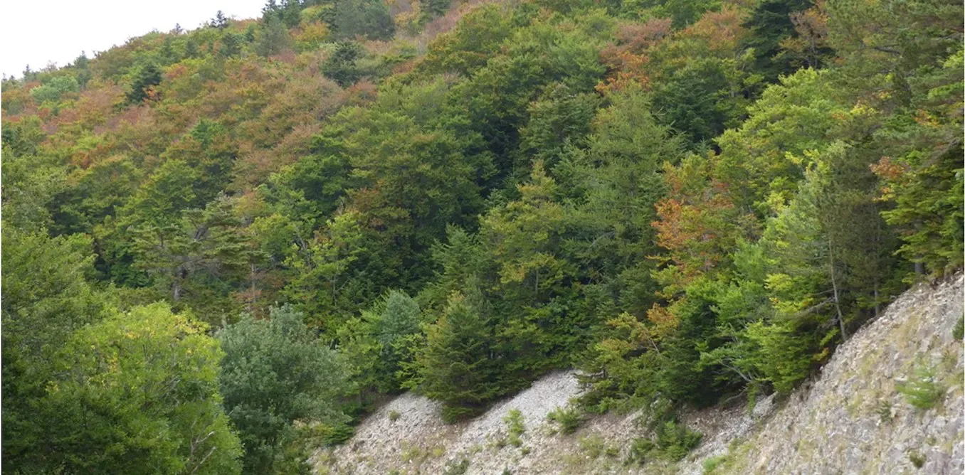 Sular Azaldıkça Ormanlar Karbon Emme Yeteneğini Kaybediyor