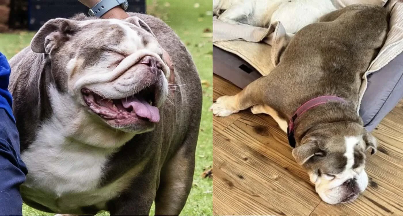 Devasa 70 Kiloluk Köpek, Bebek Bir Hipopotam Kadar Büyüdü; İnceldi ve Yeni Sahibine Kavuştu