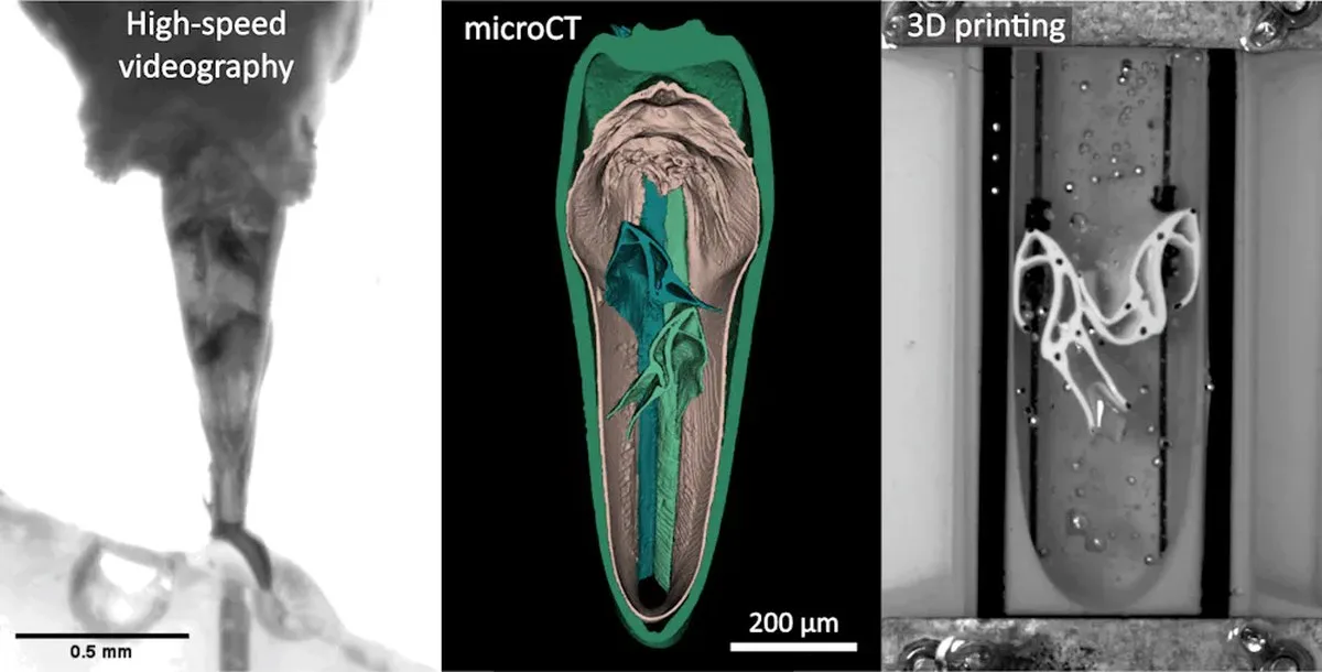 Three images side by side showing the pump up close, a micro scan of it, and a 3D print of the valves.