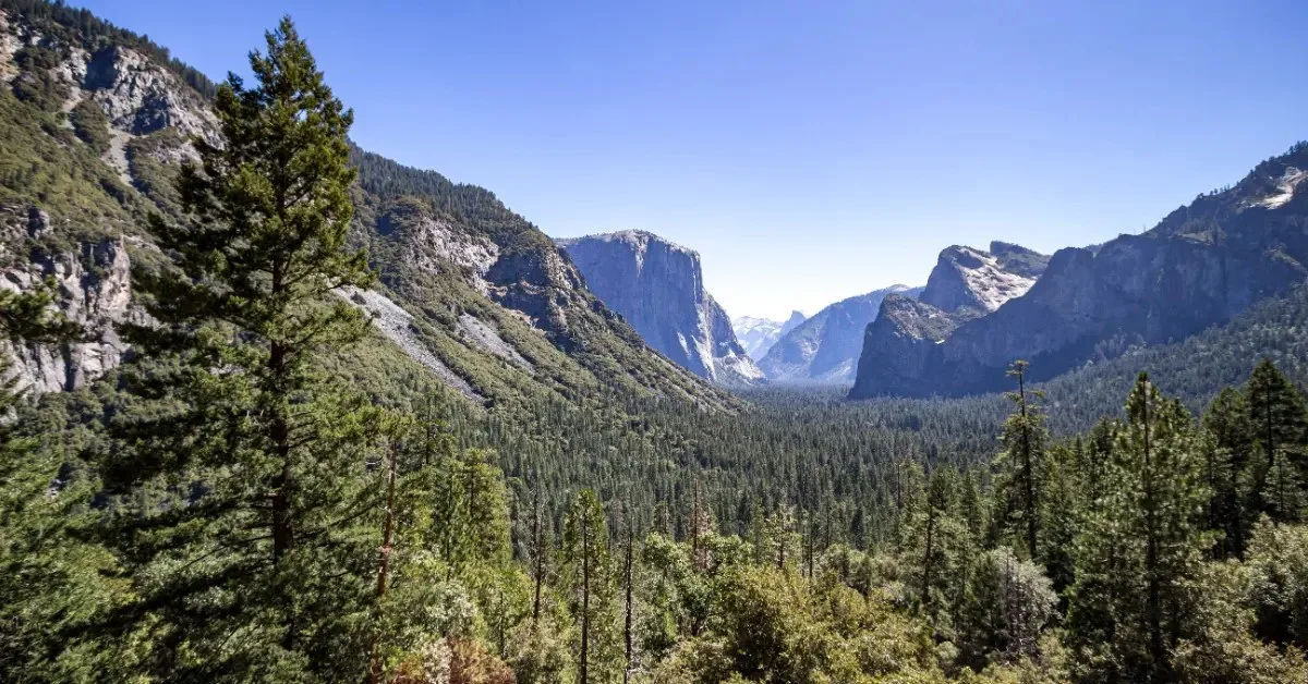 Onlarca yıl önce Yosemite’den kaybolan bu tür, artık parkta 10.000 bireyle geri döndü
