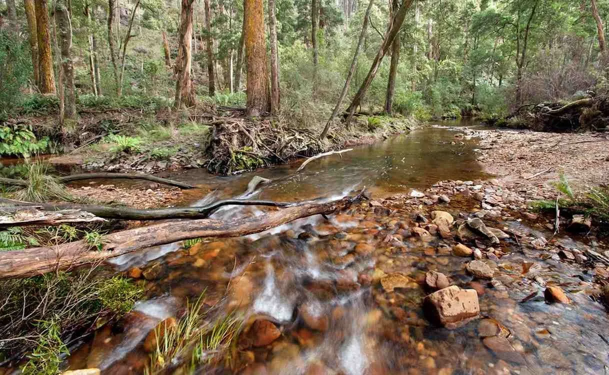 Australia’dan 3 Yeni Milli Park Açıklaması: Glider ve Baykuşlar Dahil Victoria’nın Vahşi Yaşamı Koruma Altına Alınıyor