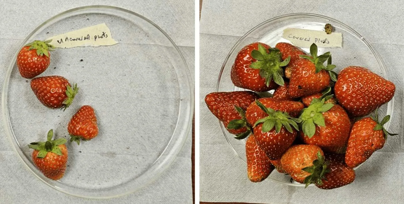 Bitki Zırhı’ Kumaşı Çilek Tarlasına Örtün, Daha Az Pesticitle Verimi 3 Katına Çıkarın