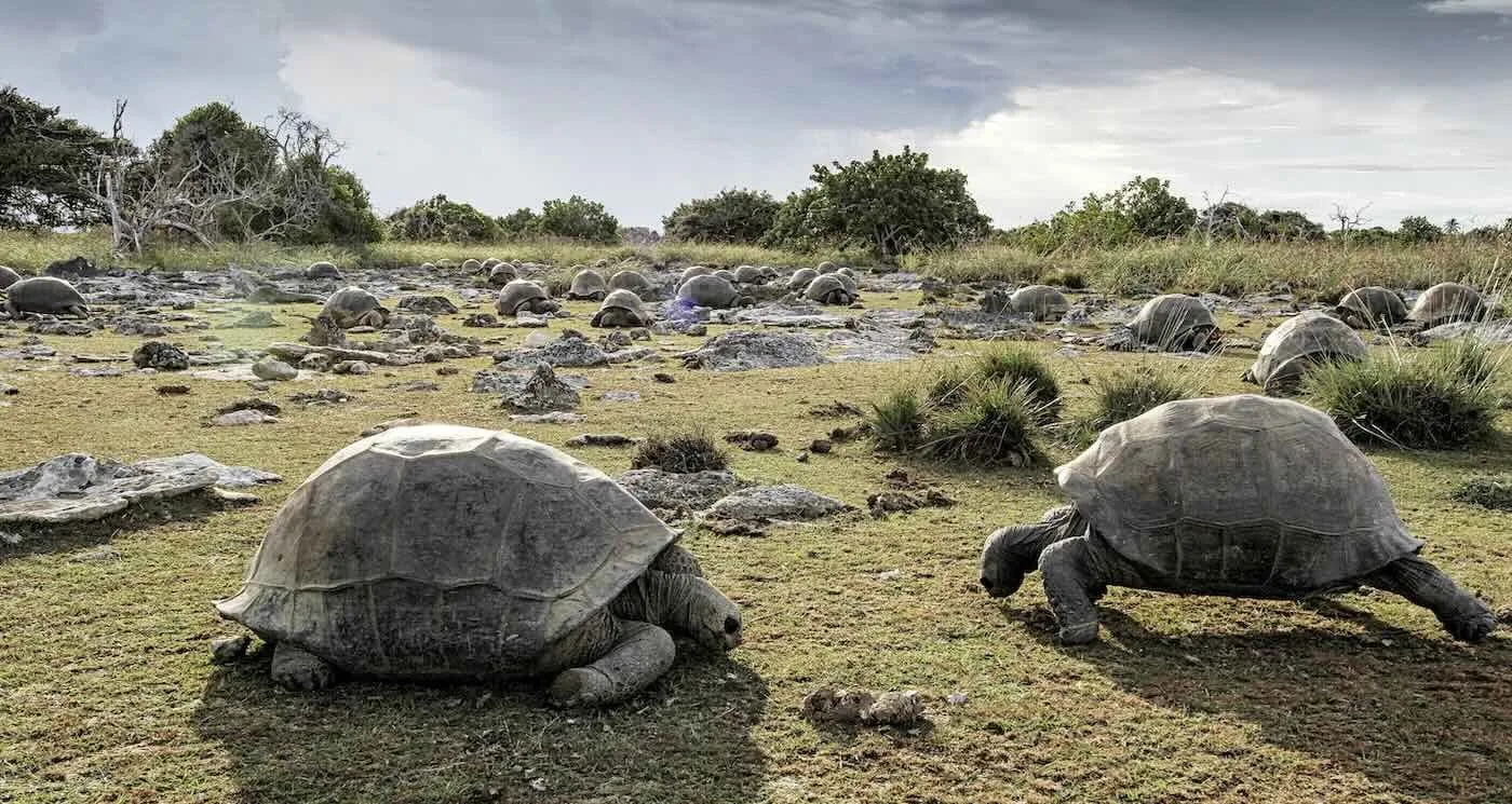 Devasa Kaplumbağalar Canlanıyor: Bir Ada Zincirinde 180.000’e Ulaşıldı