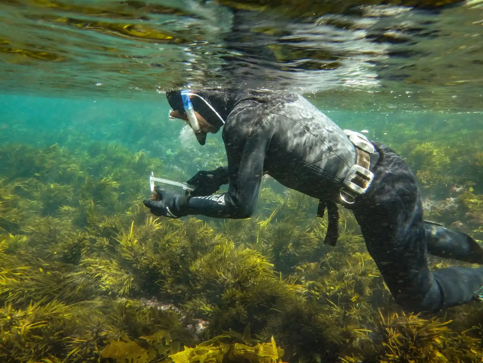 diver measuring sea urchin, crayweed forest behind.