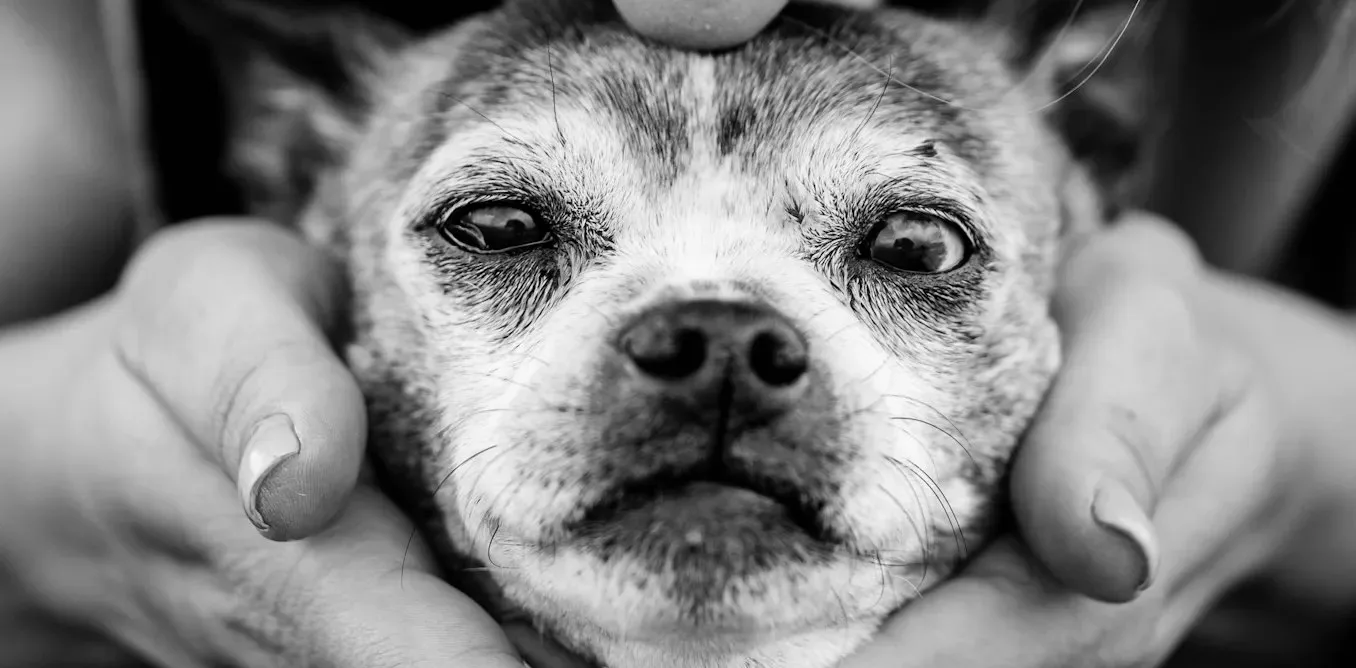 Yaşlanan Köpeklerin Beyni, İnsan Beyninde Demans Gelişimiyle Benzer Biçimde Değişiyor: Araştırmacilar İçin Doğal Bir Model Öne