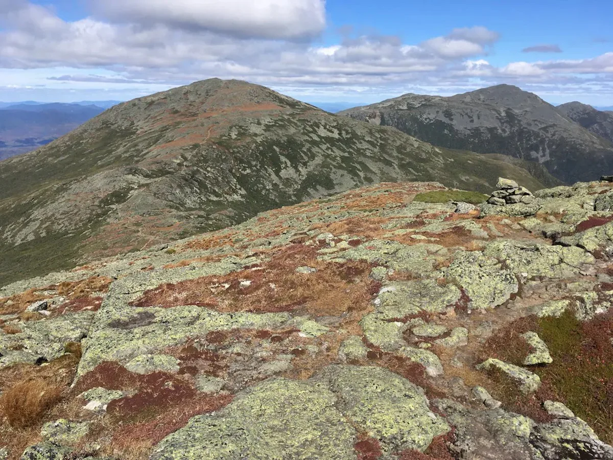 A photo showing alpine plants in the foreground and mountains in the background.