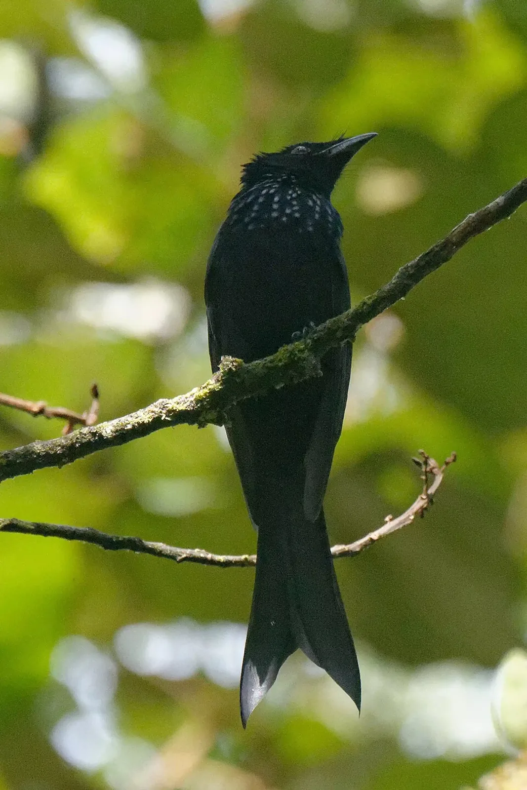 srigunting sulawesi merupakan burung khas sulawesi yang juga dapat ditemui di pulau buton
