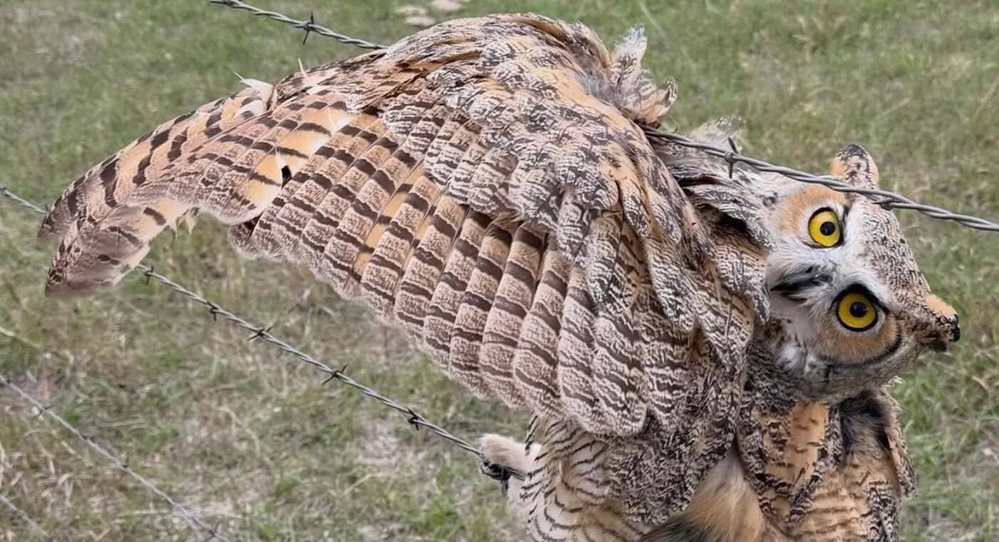 Barbos Teline Sıkışan Yarlı Baykuş’u Kurtarmak İçin Komşular Akın Yapar