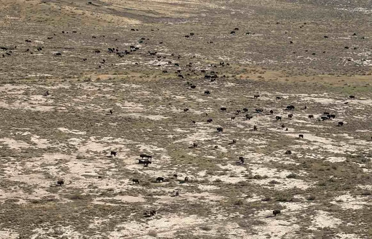 ABD’nin En Büyük Özel Koruma Projesi Önemli Bir Kilometre Taşına Ulaştı: Serbestçe Dolaşan Bizon Sayısı 1.000’i Aştı