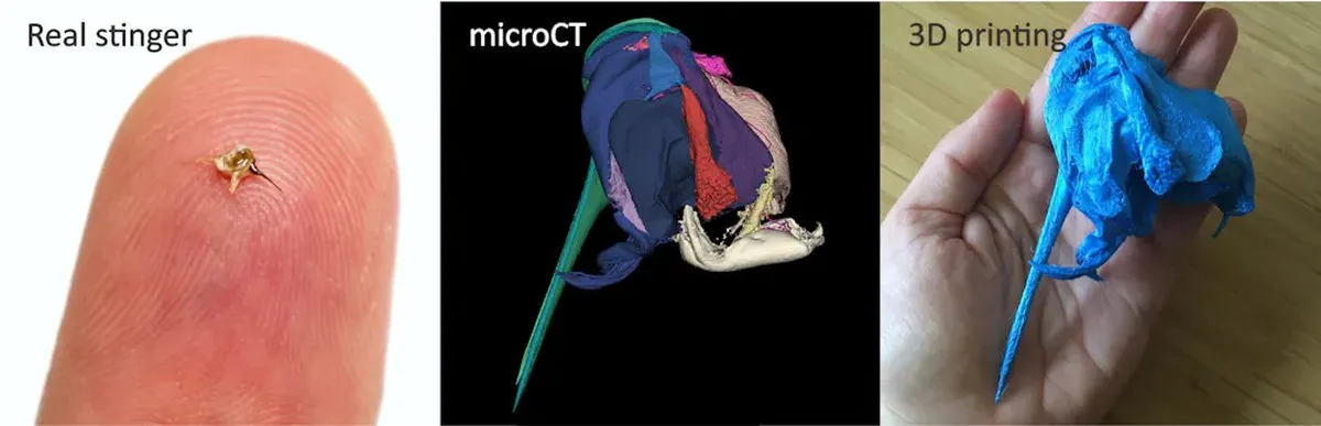 Three images side by side showing the tiny bee stingers, a microCT scan of it, and a palm sized 3D printed version.