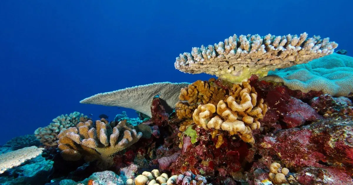 National Geographic Bir Saat Su Altına Kamera Bıraktı; Tesadüfen Dünyada Öncesi Olmayan Bir Hayvan Türünü Çektİ