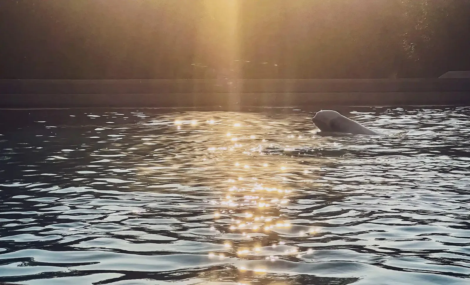 A whale's head breaching the surface of a pool, with sunlight casting golden light.