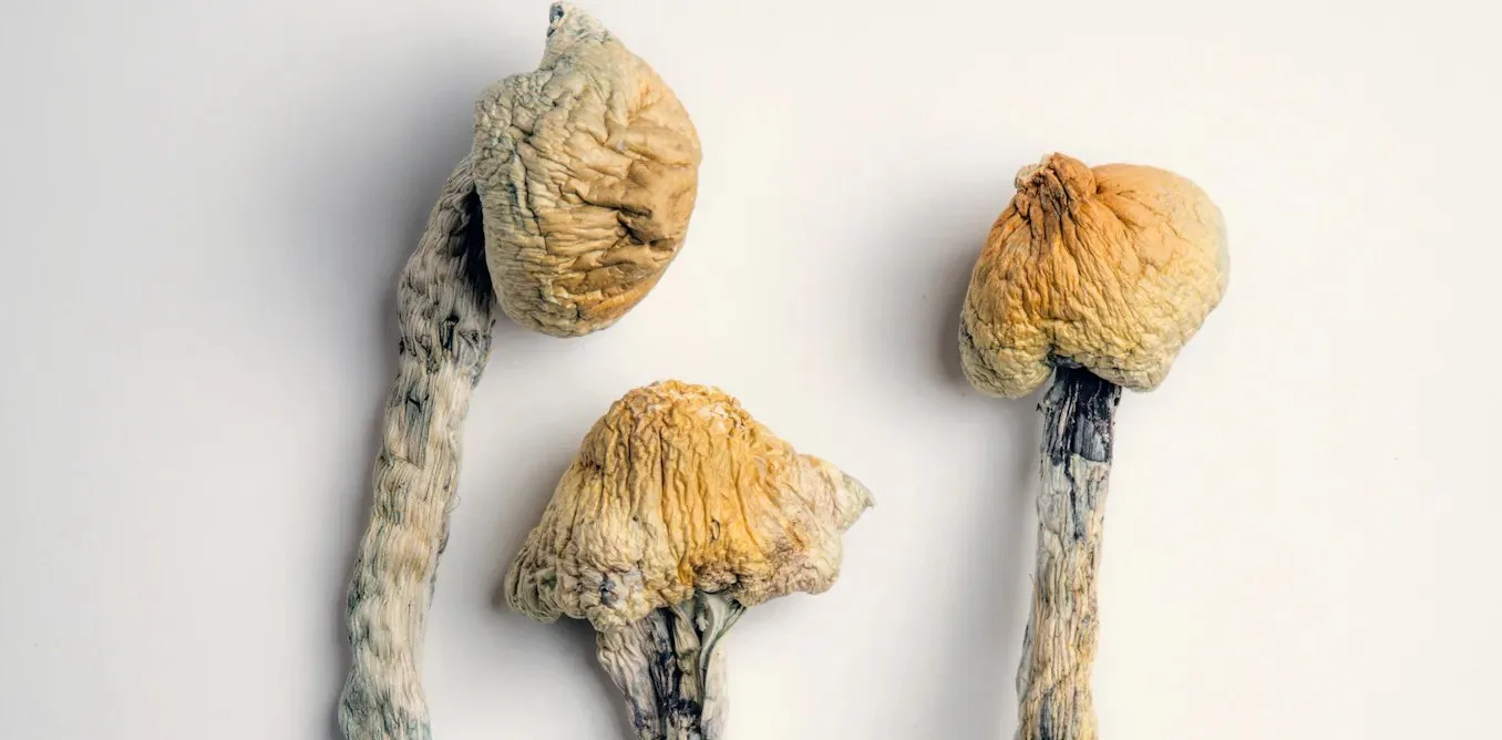 Psilocybin beyin çarpma hasarından geri dönmesini sağlayabilir: Yeni çalışma