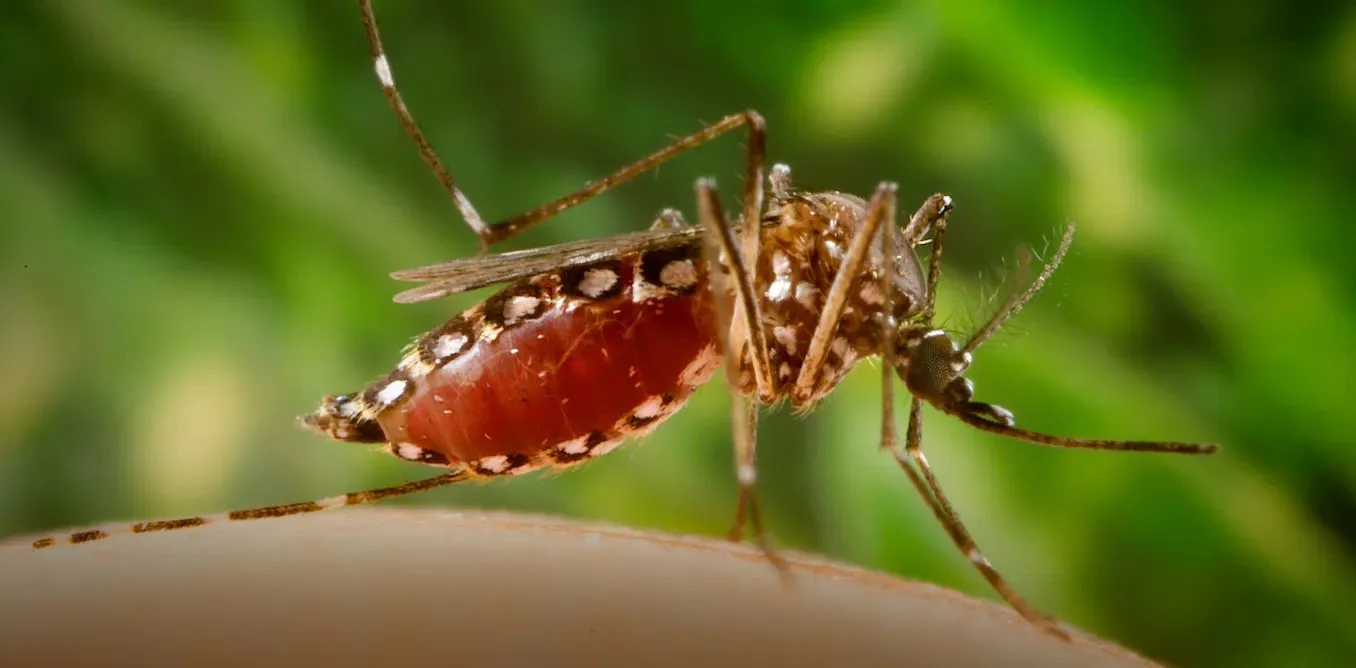 Sivrisinekler Florida’ya kadar yayılıyor: Sıcak iklimle dengue humması ABD’nin güney eyaletlerinde kapıyı çalıyor