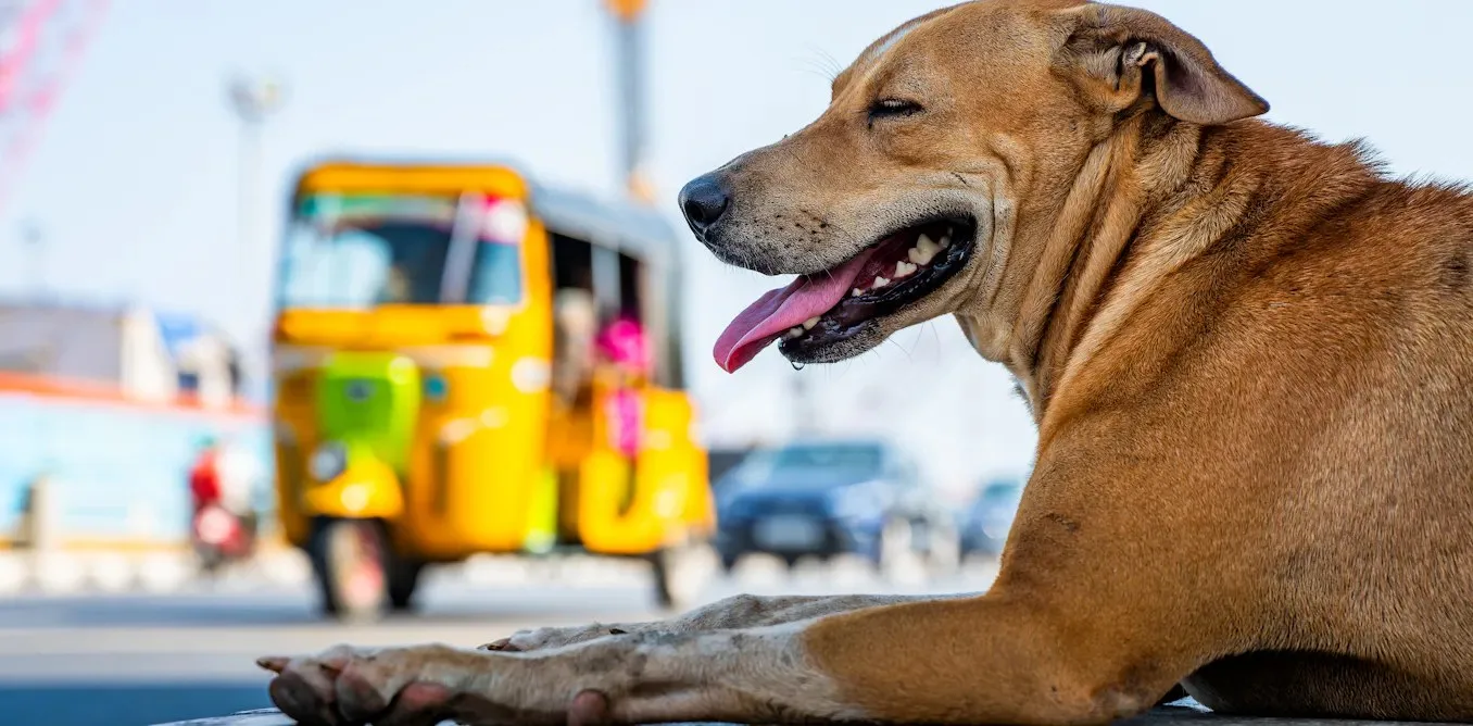 Hint sokak köpekleri, evcil köpeklerin daha iyi bakımı için ne öğretebilir?