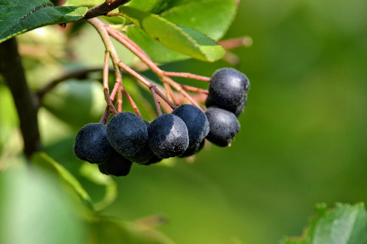 Atlas roslin pl Aronia czarna 3049 6388