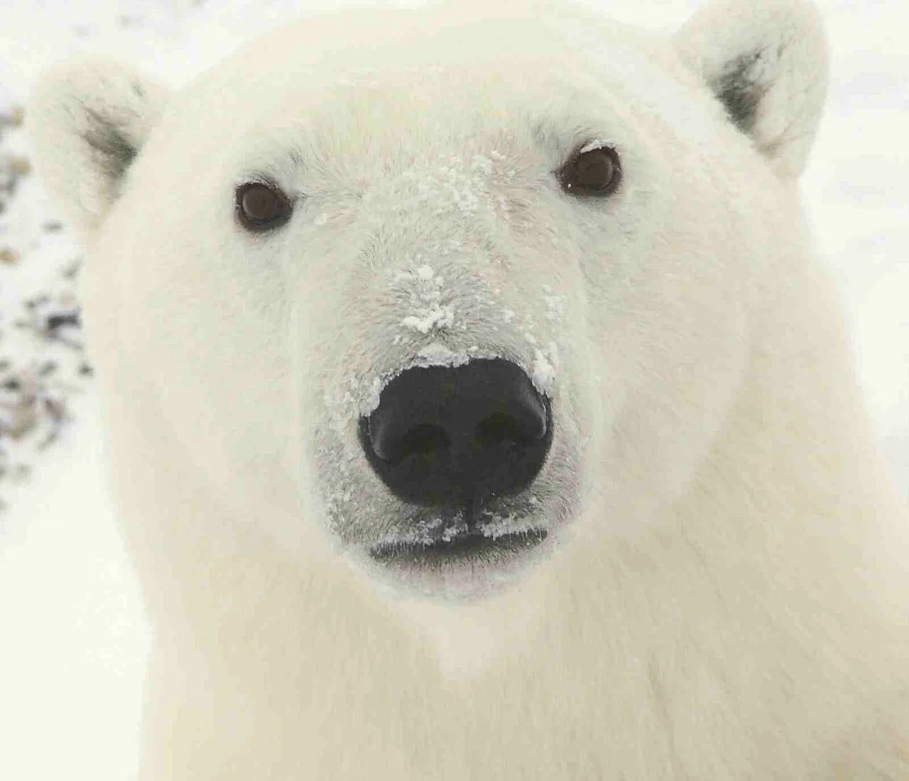 Kutup ayısı (Ursus maritimus)