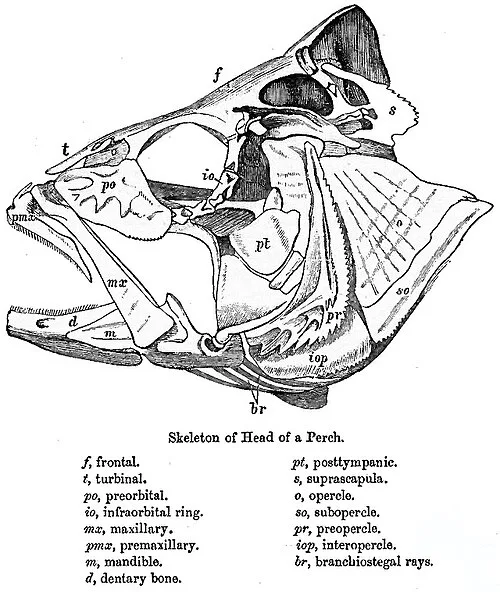 The skeleton of the head of a perch